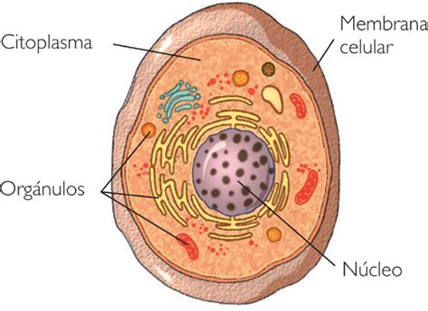 MEMBRANA NÚCLEO Y CITOPLASMA LA CÉLULA y SUS ORGÁNULOS 3 0