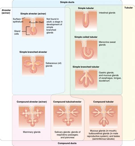 Epithelial Tissue Anatomy And Physiology I