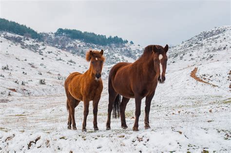 Mustang Horse Guide: Facts, Trainability, Temperament & More