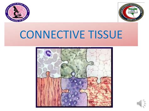 SOLUTION: Connective tissue histology - Studypool