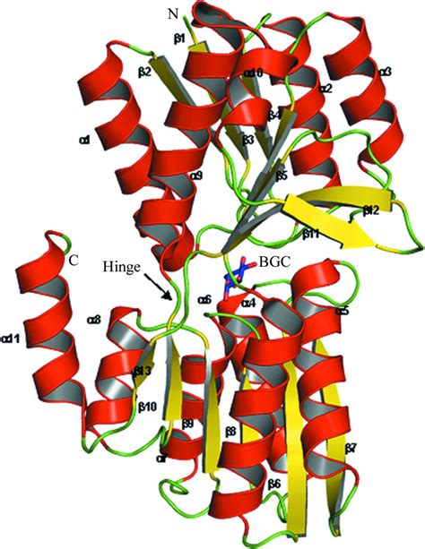 Iucr Structure Of A Periplasmic Glucose Binding Protein From