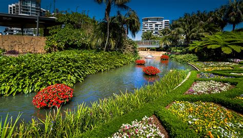 Фотография Брисбен Австралия Queensland Природа Анютины глазки Парки