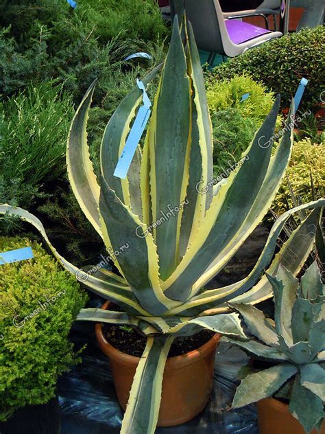 Агава американская - Агава - Суккуленты - Комнатные растения - GreenInfo.ru