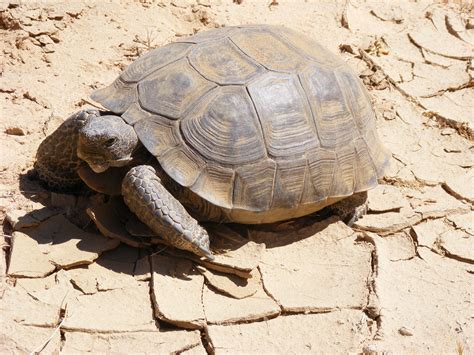 D Nde Vive La Tortuga Del Desierto Descubre Su Fascinante Hogar Y