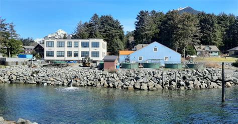 Sitka Sound Science Center Salmon Hatchery Aquarium Alaskaorg