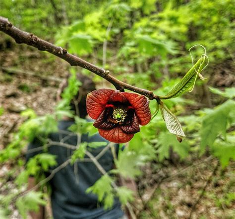 Paw Paw flower. Paw Paw trees require flies, not honey bees to ...