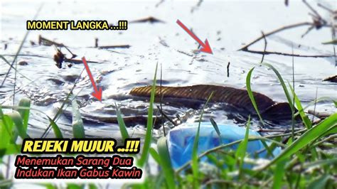 Warga Sini Gak Tau Sungai Ini Sarang Indukan Ikan Gabus Besar