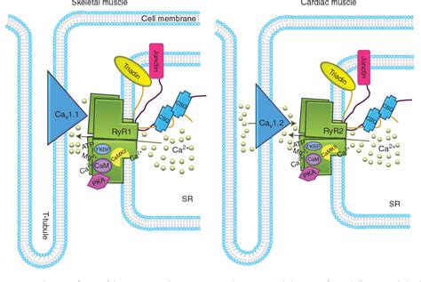 Pdf Ryanodine Receptors Structure Expression Molecular Details