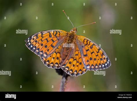 Dark Green Fritillary Argynnis Aglaja Speyeria Aglaja Mesoacidalia