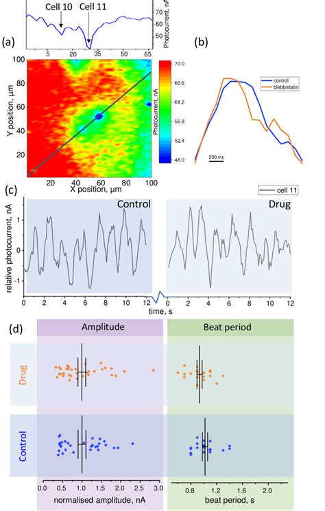 The Effect Of Blebbistatin On The Action Potential Of Individual CMs In