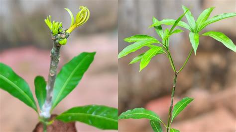 How To Graft Mango Tree By Softwood Grafting Technique YouTube