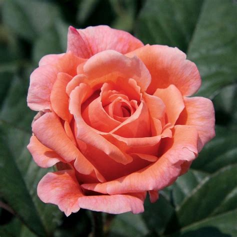 An Orange Rose With Green Leaves In The Background