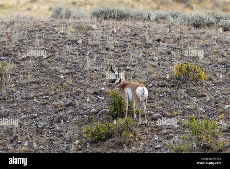 American Pronghorn Antelope Stock Photo - Alamy