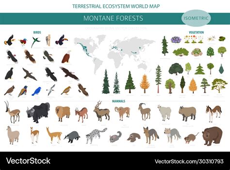 Montane forest biome natural region infographic Vector Image