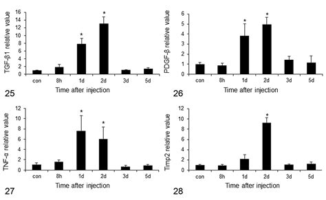 Characterization Of Immature Myofibroblasts Of Stellate Cell Or