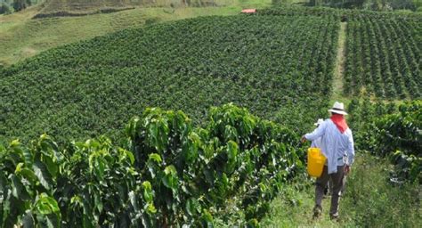 Preocupa La Cosecha De Café En Brasil Para El Mercado Mundial Del