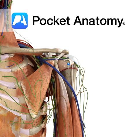 Medial circumflex femoral vein - Pocket Anatomy