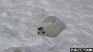 The noisy Harp seal pup on Make a GIF