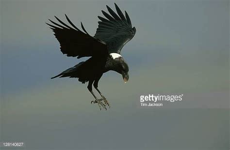 White Necked Raven Corvus Albicollis In Flight Natal Drakensberg S