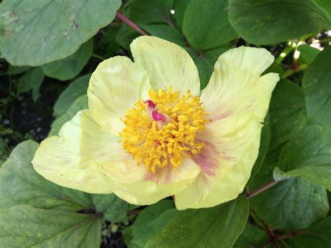 Paeonia Daurica Subsp Mlokosewitschii Pioen Pioenroos Peony