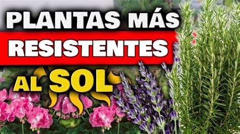 Découvrir 48 kuva plantas de sol intenso - Thptnganamst.edu.vn