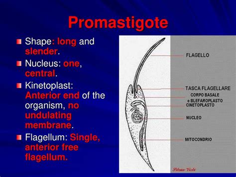 Blood And Tissue Flagellates Haemoflagellates Leishmania Spp Ppt