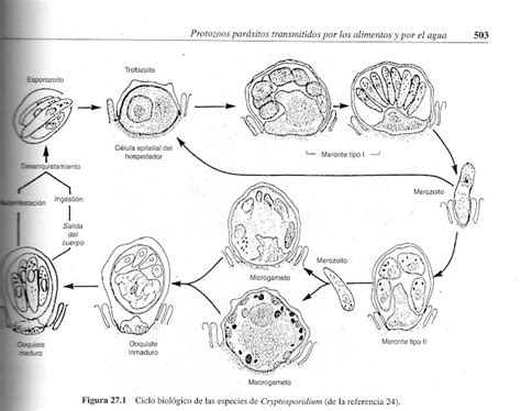 Todo Parasitos Ciclo Biológico De Cryptosporidium