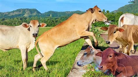 Suara Sapi Lembu Jinak Berkelaran Di Sawah Rumput Sapi Lembu Jinak