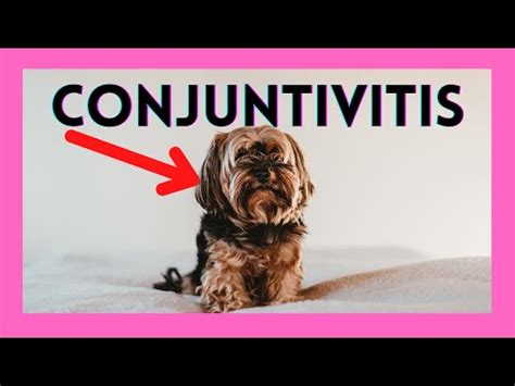 Colirio Para Conjuntivitis En Perros Tratamiento Efectivo