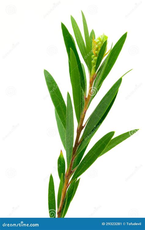 Willow tree leaves. stock image. Image of fresh, forest - 29323281