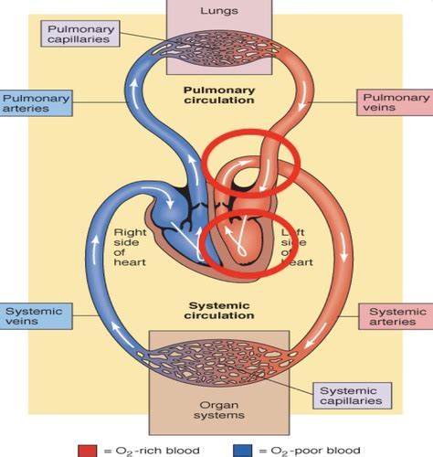 Sbom Module Cardiovascular Physiology Flashcards Quizlet