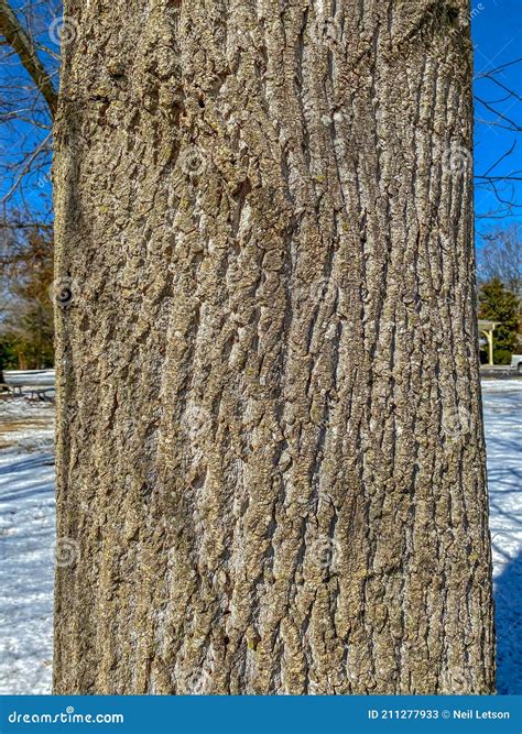 Tree Identification: Yellow Poplar, Liriodendron Tulipifera Stock Image ...