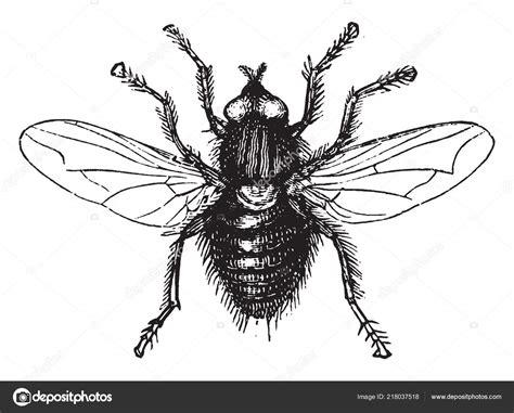 Fly Insect Order Diptera Vintage Line Drawing Engraving Illustration