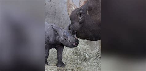 Rare Black Baby Rhino Born in Iowa Zoo - ABC News