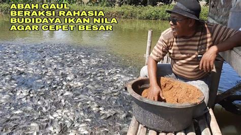 ABAH GAUL BERAKSI RAHASIA BUDIDAYA IKAN NILA AGAR CEPAT BESAR YouTube