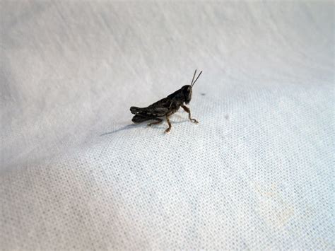 Cricket Gryllus assimilis stock photo. Image of neutral - 130276878