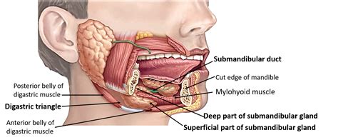 Submandibular Duct