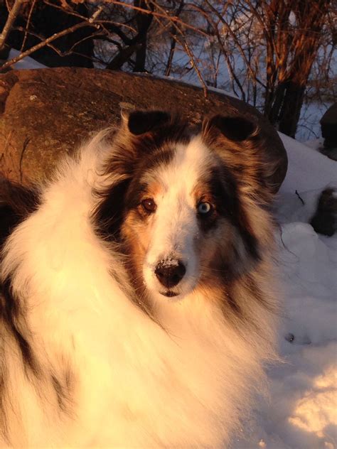 My Blue Merle Sheltie Indy Blue Merle Sheltie Sheltie Blue Merle