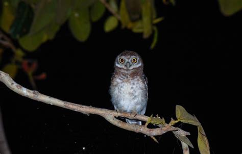 Are All Owls Nocturnal? Everything You Need to Know! - Optics Mag