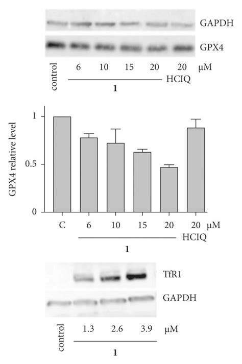 A Western Blot Analysis Of Gpx And Tfr Levels Representative