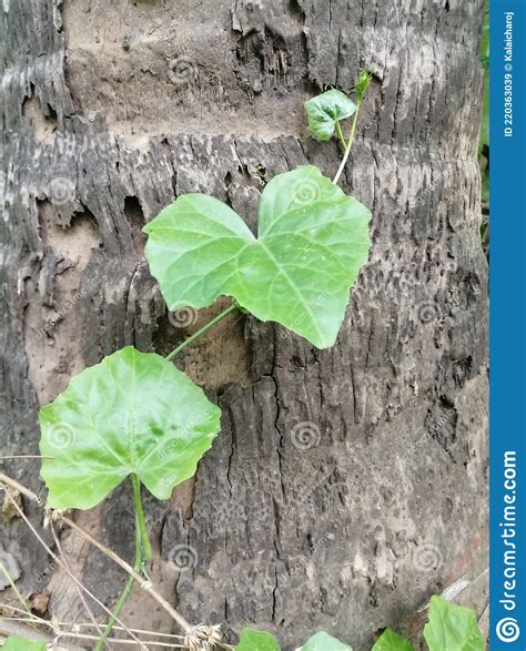 Ivy Gourd Growing On Coconut Tree Stock Image Image Of Coconut