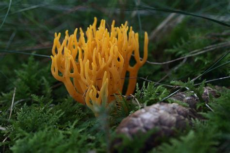 Pilz Ziegenbart Moos - Kostenloses Foto auf Pixabay
