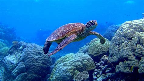 Sea Turtle Desktop Wallpapers - Top Free Sea Turtle Desktop Backgrounds ...