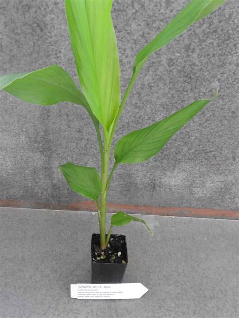 White Turmeric Plant Curcuma Zedoaria All Rare Herbs