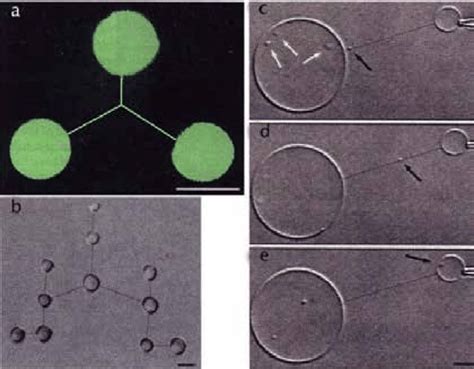 2a d Formación de nanotubos lipídicos a partir de vesículas en la fase