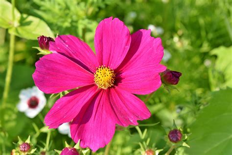 Como Plantar Cultivar E Cuidar Da Flor Cosmos Plantasonya O Seu