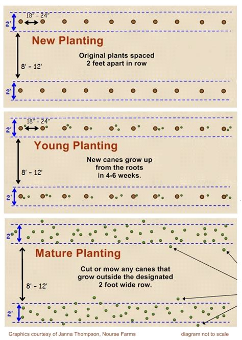 How to grow raspberries – Artofit