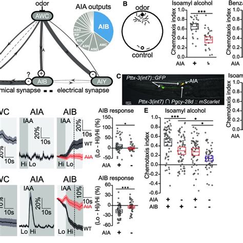 Synthetic Electrical Coupling Between Left Right Neuron Pairs A