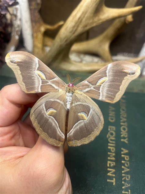 Eri Silk Moth Samia Racini Ex Pupae For All Your Art Etsy