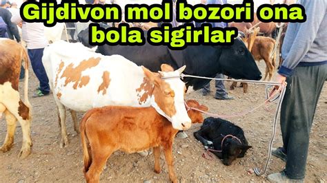 Gijdivon Mol Bozori Ona Bola Sigirlar Narxlari Youtube